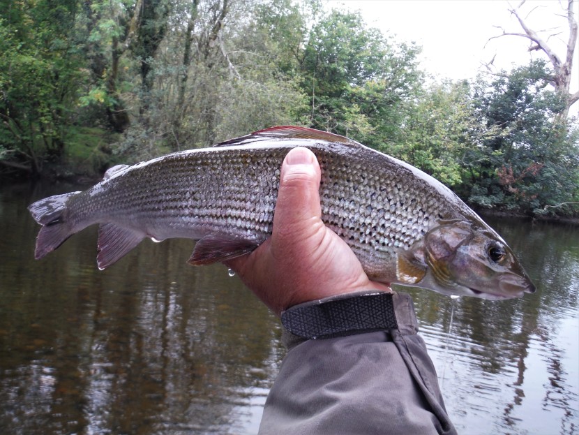 September grayling on the Irfon